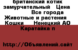 британский котик замурчательный › Цена ­ 12 000 - Все города Животные и растения » Кошки   . Ненецкий АО,Каратайка п.